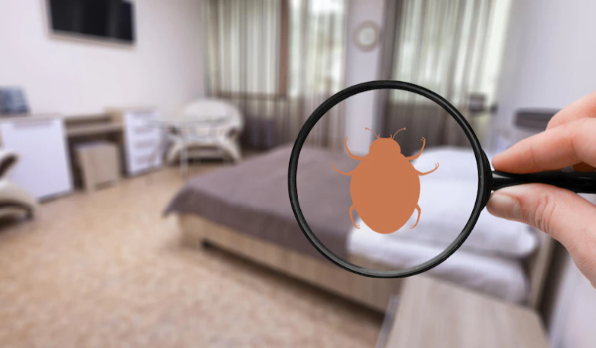 Bed Bugs Home Remedies खटमल के आतंक से हो गए हैं परेशान तो इन आसान घरेलू उपायों से करें उनका