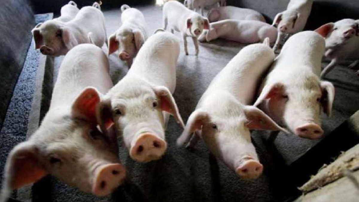 मध्य प्रदेश: कटनी के सूअरों में फैल रहा अफ्रीकी बुखार, अब तक 85 की मौत, जानें क्या है पूरा मामला