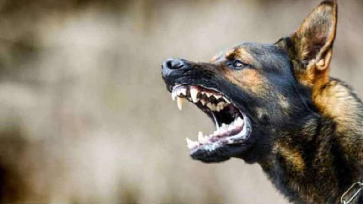Terror of dogs does not stop in Noida, attacked two children inside the lift
– News X