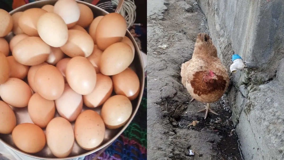 अल्मोड़ा: मूंगफली और लहसुन खाने वाली मुर्गी ने एक दिन में दिए 31 अंडे, बनाया अनूठा रिकॉर्ड एक ही दिन में मुर्गी ने दिए 31 अंडे- India TV Hindi