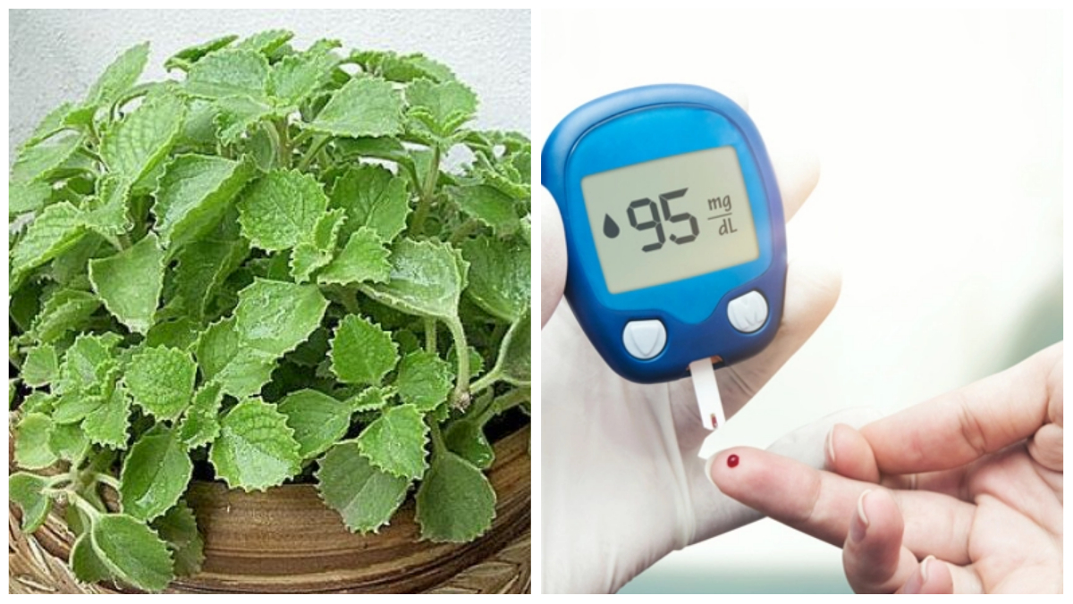 डायबिटीज में अजवाइन के पत्ते के फायदे Ajwain ke patte ke fayde