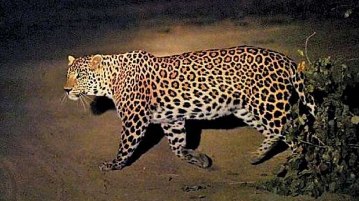 पलामू-गढ़वा में तेंदुए का आतंक, 10 दिनों में तीसरी बच्ची को बनाया निवाला Jharkhand leopard killed third girl child in ten days in Palamu Garhwa