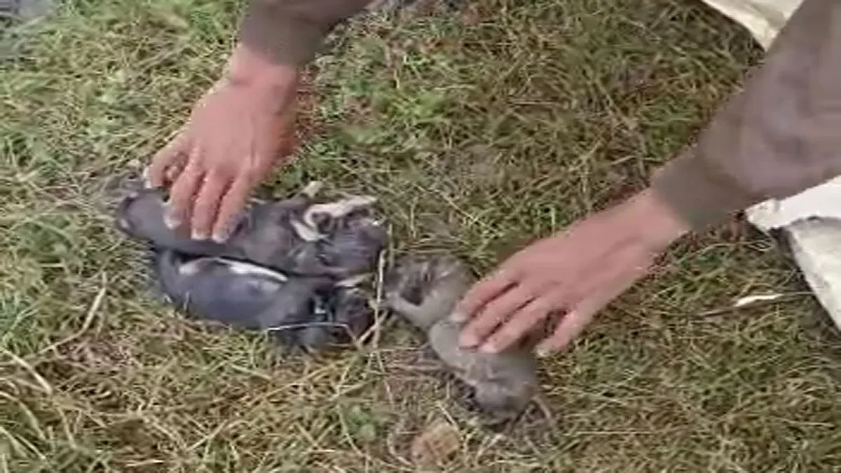 दर्दनाक! महिला ने 9 नवजात पिल्लों को तालाब में फेंका, सभी की मौत puppeis murder- India TV Hindi