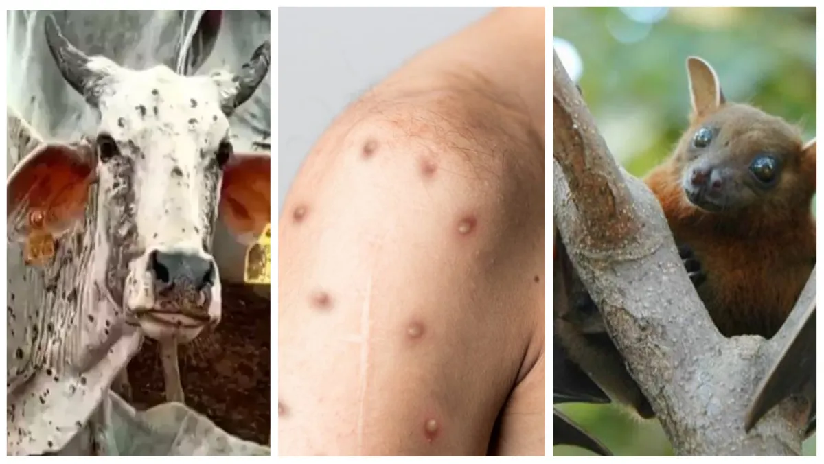 Year Ender 2022: साल 2022 में Monkeypox और Nipah Virus जैसी इन 10 बीमारियों ने किया दुनिया पर हमला TOP_10_DISEASES_2022- India TV Hindi