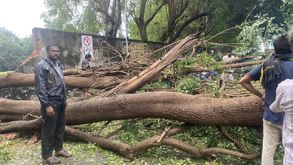 Mandus cyclone caused huge devastation many flights canceled uprooted trees lying on the roads मंडूस चक्रवात ने मचाई भारी तबाही, कई उड़ानें रद्द, सड़कों पर पड़े हैं उखड़े हुए पेड़