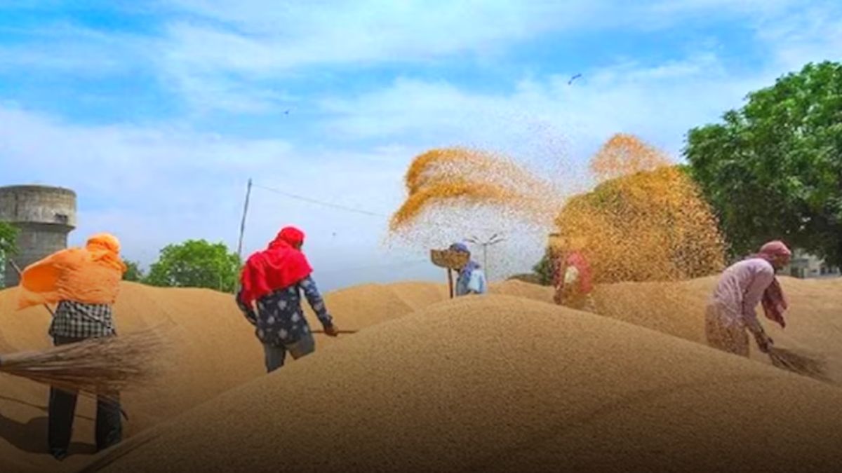 Farmers Is In Problem Big Fall In The Prices Of Selling Wheat Read ...