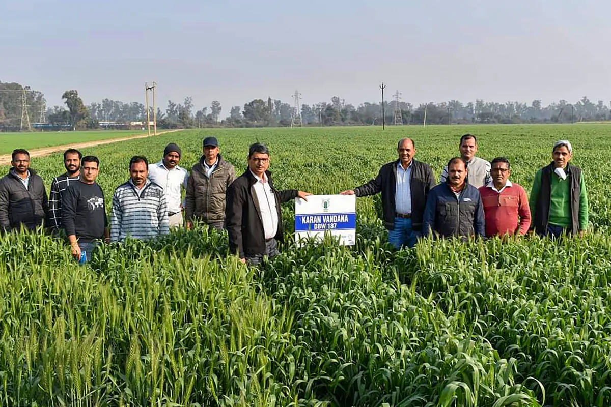 तापमान बढ़ने से गेहूं की फसल पर पड़ सकता है असर: क्रिसिल रिपोर्ट गेहूं - India TV Paisa