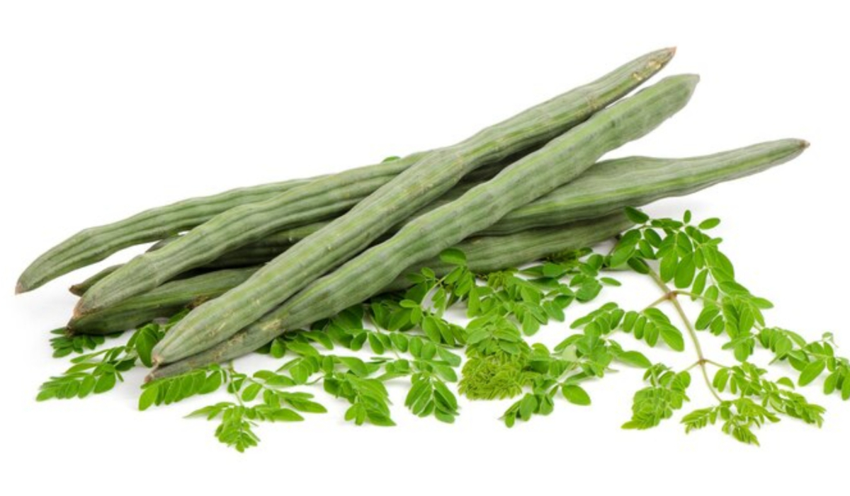 health benefits of Drumstick in diabetes, blood pressure and many more disease गुणों की खान है सहजन, न्यूट्रिएंट्स से भरपूर इस सब्जी के सेवन से डायबिटीज सहित ये बीमारियां होंगी दूर