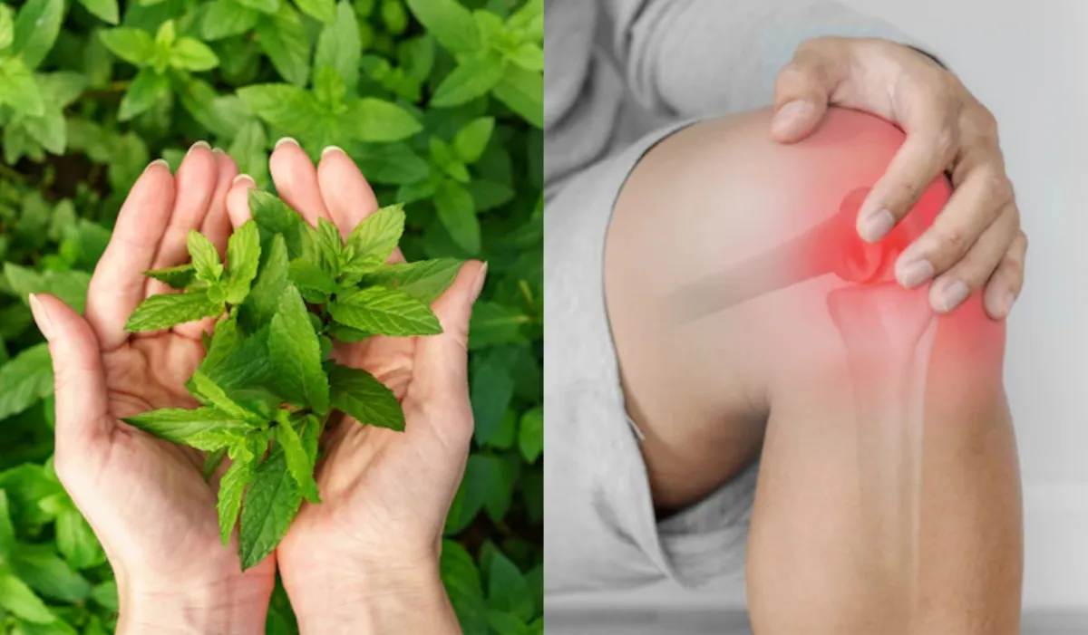 पेशाब के ज़रिए प्यूरिन को बाहर निकाल फेकता है ये पत्ता, आसानी से करता है यूरिक एसिड कंट्रोल, ऐसे करें सेवन Uric Acid - India TV Hindi