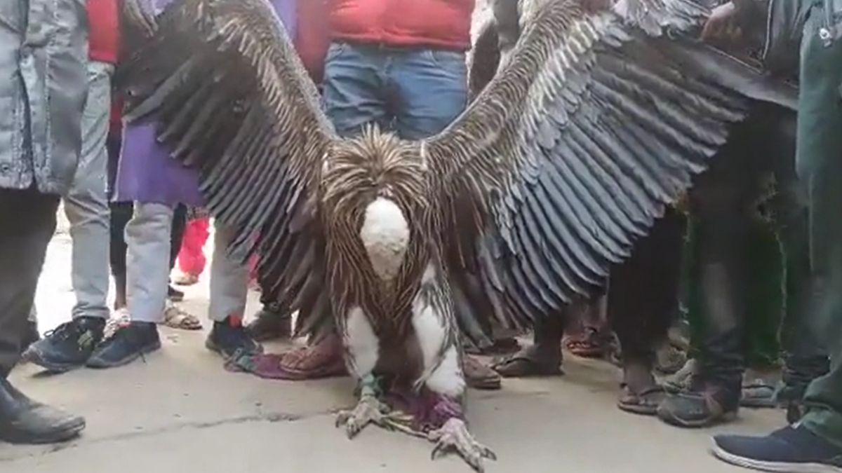 Rare Himalayan Griffon Vulture found in Kanpur | कलयुग में पहली बार जिंदा दिखे जटायु! साक्षात रूप देख लोगों ने बुलाई वन विभाग की टीम