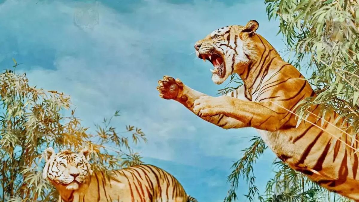 optical illusion How many tigers are there in this photo | इस फोटो में कितने बाघ हैं? सिर्फ 5 सेकंड में खुद को आजमाएं