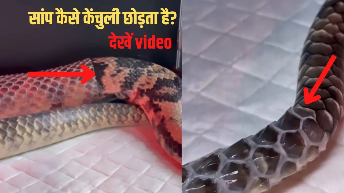 क्या आपने देखा है कि सांप कैसे केंचुली छोड़ता है? देखिए वीडियो How does a snake leave its skin?- India TV Hindi