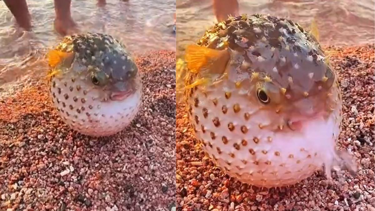 Fish like a cricket ball viral video on social media | क्रिकेट बॉल की तरह मछली, फेंकती है मुंह से पानी, देखें हैरान कर देने वाला वीडियो