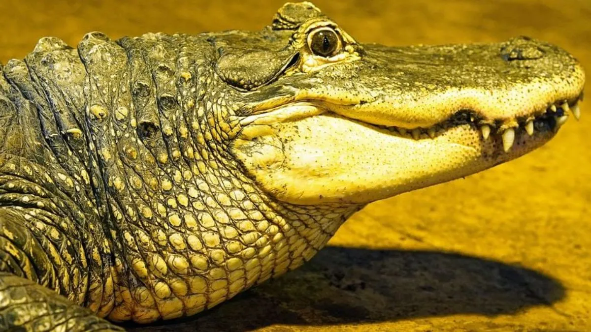 पानी में एक साथ रहने के बावजूद आखिर क्यों हिप्पो पर अटैक नहीं करते क्रोकोडाइल, जानें इसकी वजह क्रोकोडाइल (फाइल फोटो) - India TV Hindi