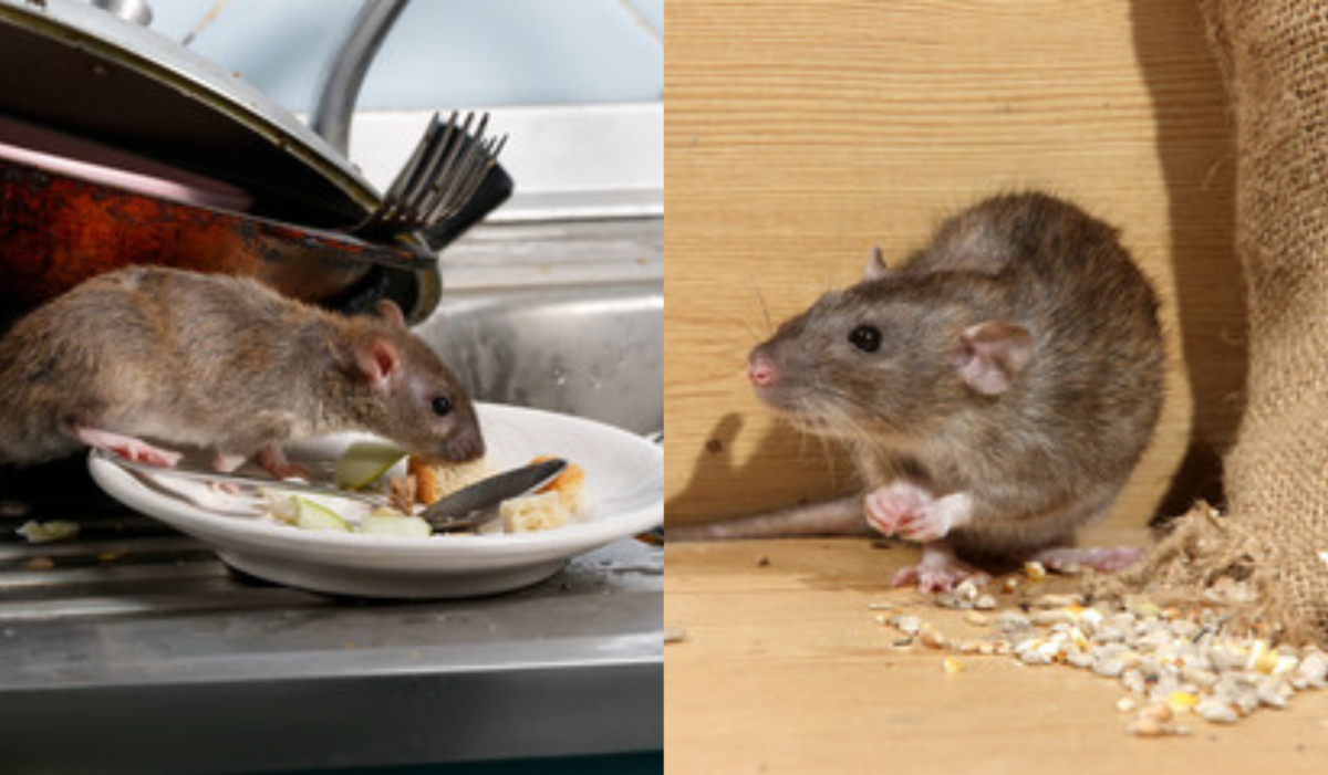 home remedies for get rid of rats in home chuho ko bhagane ke gharelu upay चूहे कुतरने लगे हैं घर के कपड़े, उनके आतंक से छुटकारा पाने के लिए इन घरेलू नुस्खें का करें इस्तेमाल