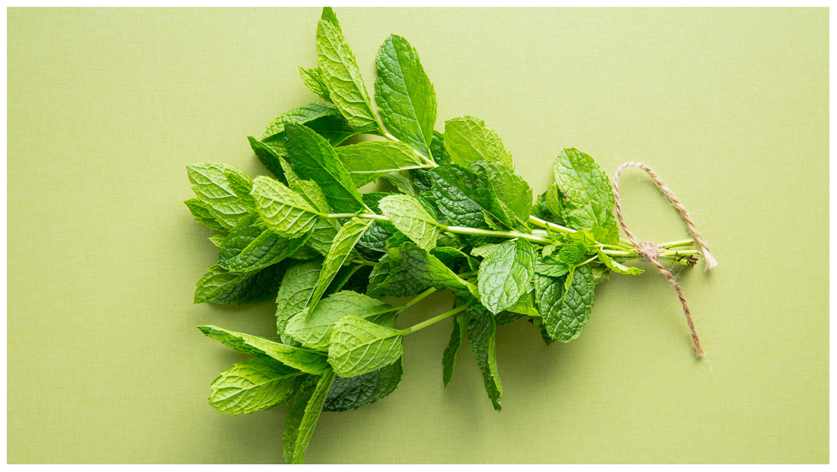 सुबह खाली पेट पुदीना खाने से क्या होता है? Is mint good for summer in