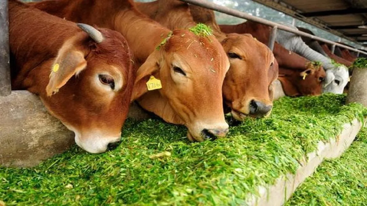 'गाय को गले लगाकर मनाएं वैलेंटाइन डे', AWBA ने 14 फरवरी को लेकर की ये खास अपील, जानें और क्या कहा Cow Hug Day- India TV Hindi