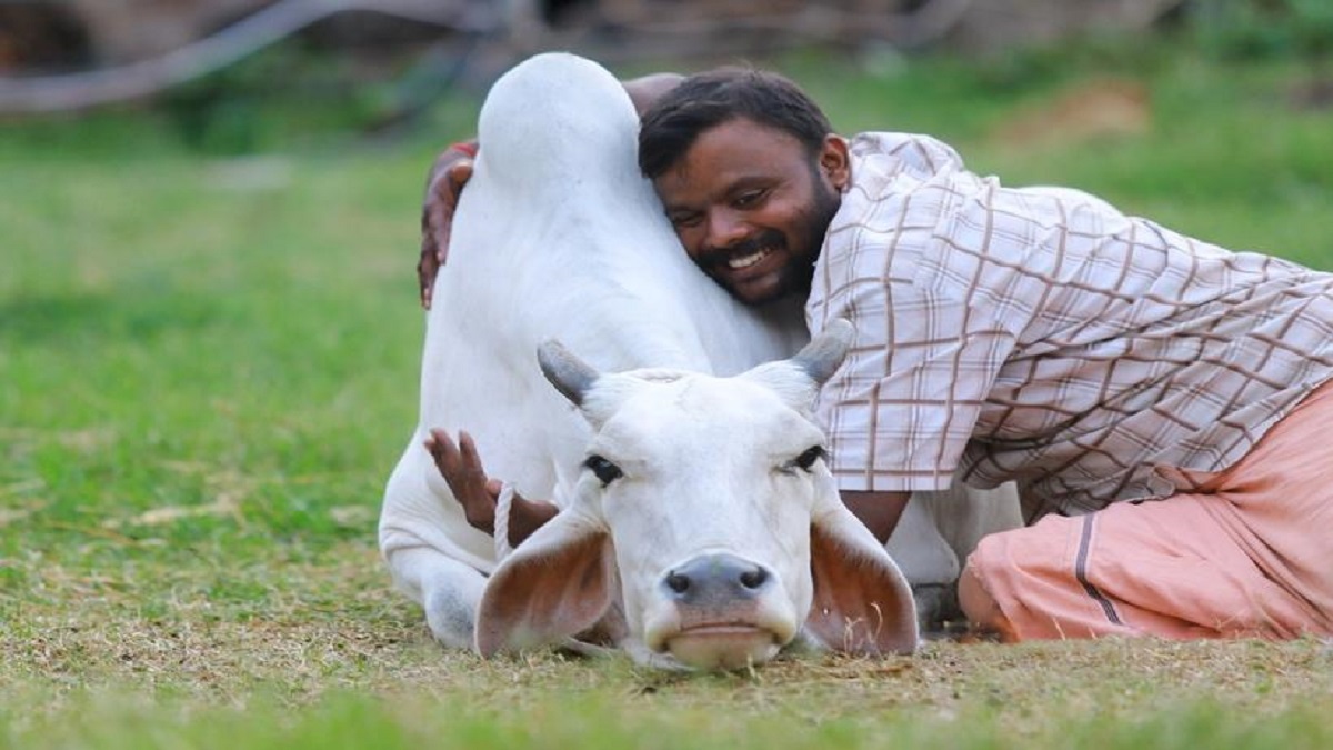 It will be good if people respond positively to celebrate Feb 14 as Cow Hug Day says Parshottam Rupala । रूपाला ने की 14 फरवरी को ‘काउ हग डे’ मनाने की सिफारिश