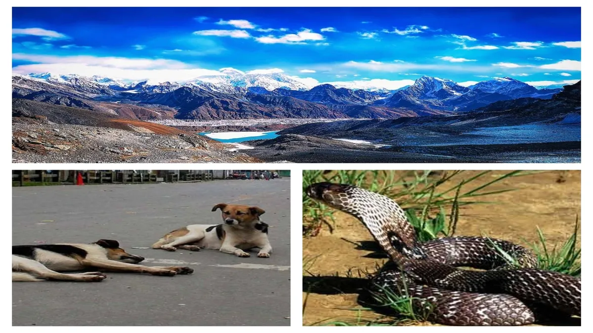 भूकंप आने से पहले मिलते हैं ये संकेत, कुत्तों-चिड़ियों की बदल जाती है आवाज, रुक जाती है हवा, जानिए और क्या? earthquake signals- India TV Hindi