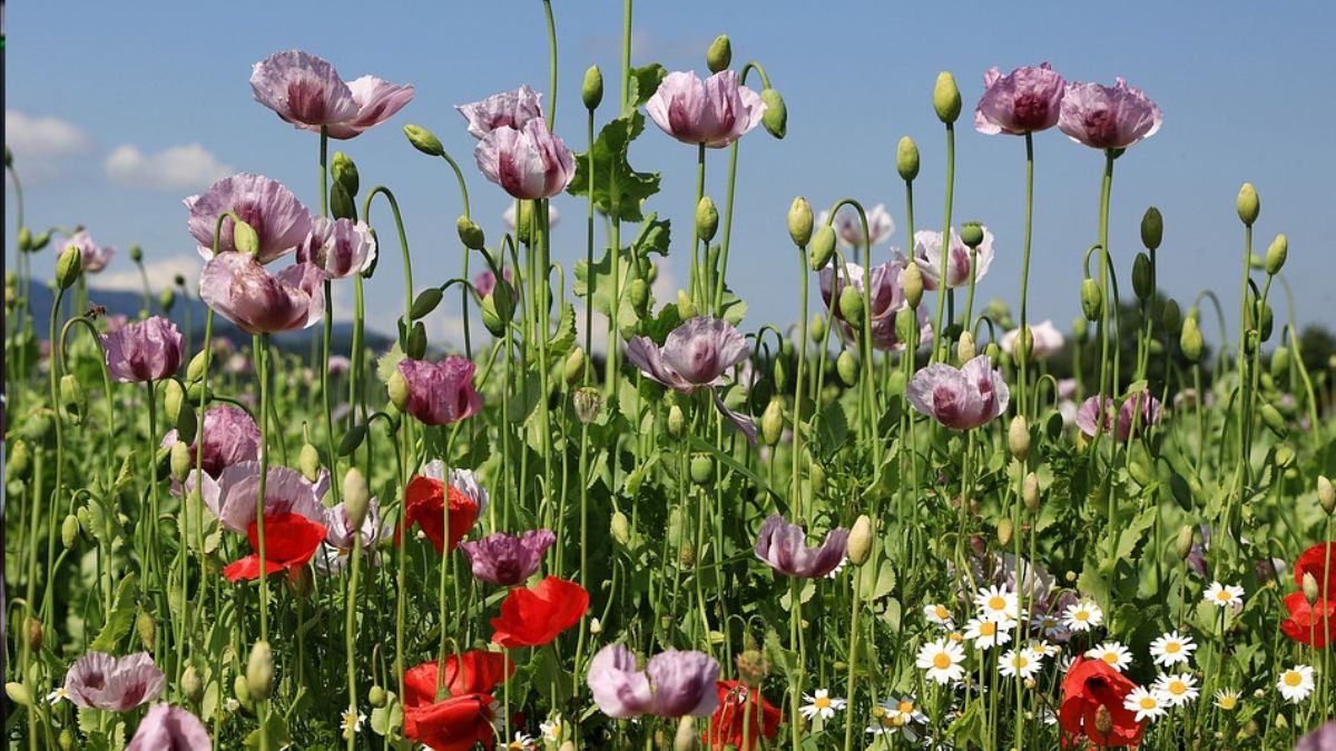 Police destroy poppy or opium crops spread over 10 acres in Bihar | मक्के और अरहर के बीच हो रही थी अफीम की खेती, पुलिस ने तबाह की 10 एकड़ में खड़ी फसल
