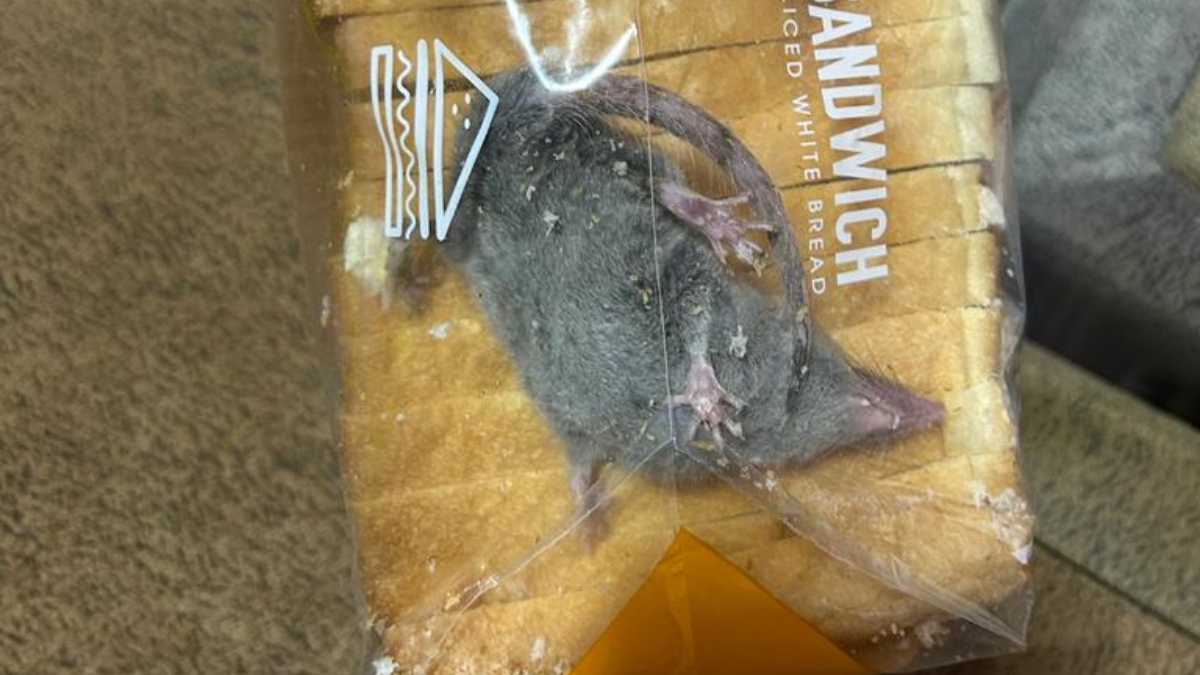 Blinkit से मंगवाई ब्रेड तो पैकेट से निकला जिंदा चूहा, शिकायत पर कंपनी ने किया रिएक्ट