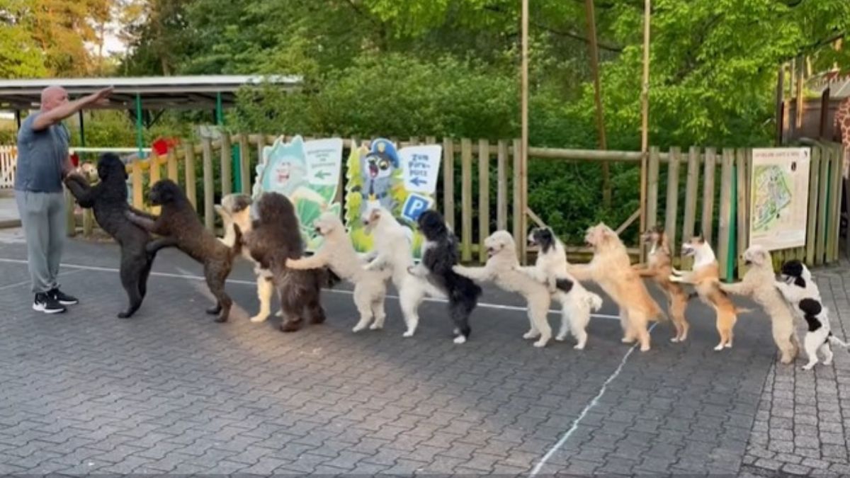 14 dancing dogs form conga line for Guinness World Record। एक कतार में