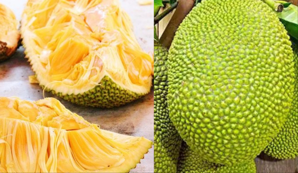 health benefits of jackfruit, jackfruit beneficial in diabetes, and