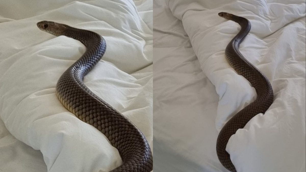 6 foot poisonous snake was hidden in the woman bed see the pictures। महिला के बिस्तर में छिपा हुआ था 6 फुट का जहरीला सांप लेकिन उसे नहीं थी कोई खबर, फिर…