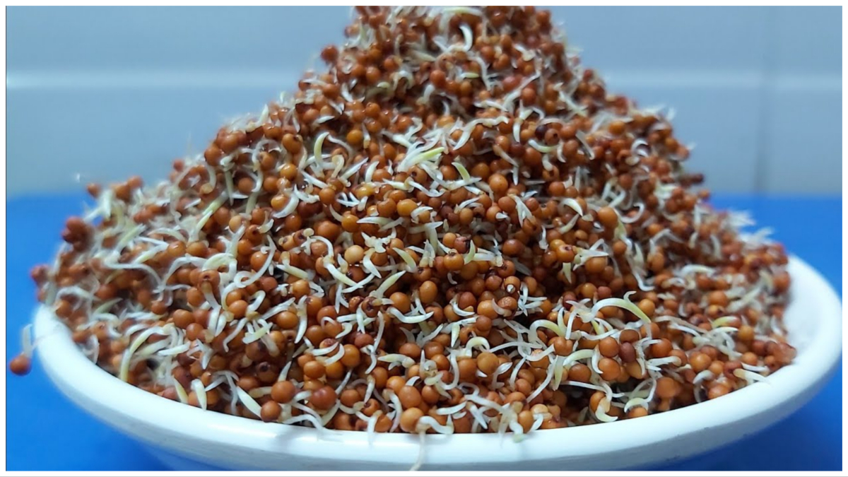 Naved Ragi हाई कोलेस्ट्रॉल में अंकुरित रागी खाने के फायदे | Sprouted Ragi benefits ...