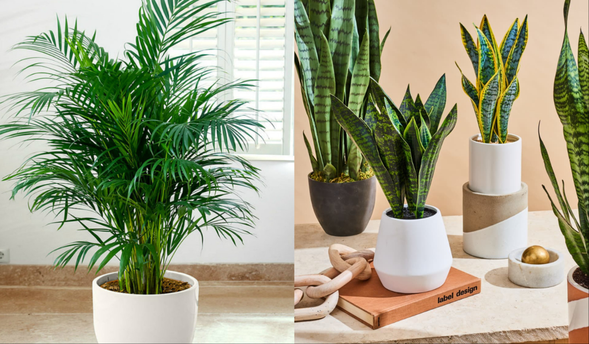 Best Indoor Plants For Purifying Air, These Plants Are Beneficial As It ...