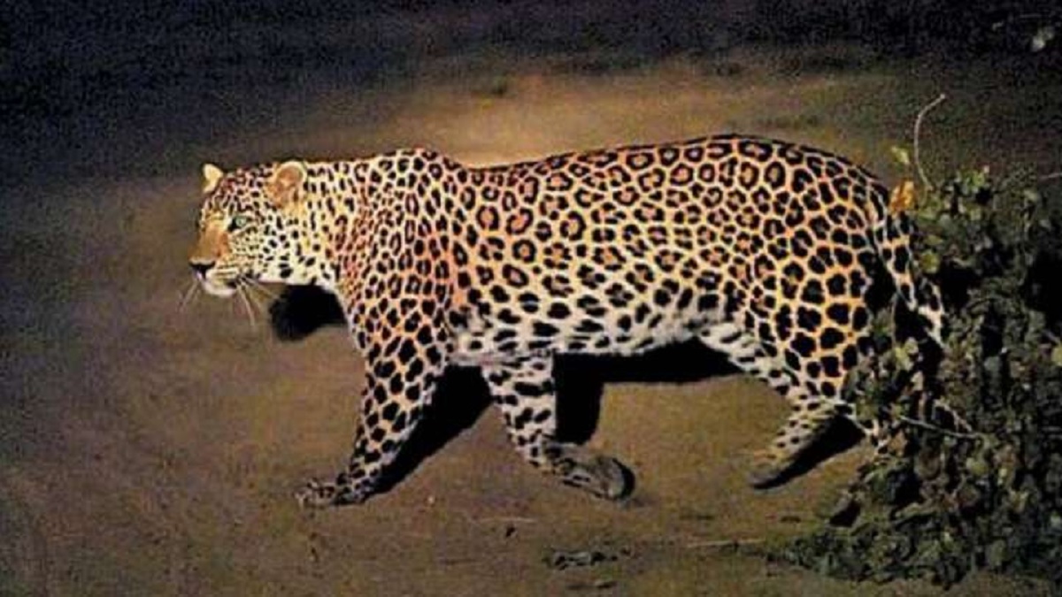 Leopard enters Indian border from Pakistan, alert on police posts of Samba border, search is on