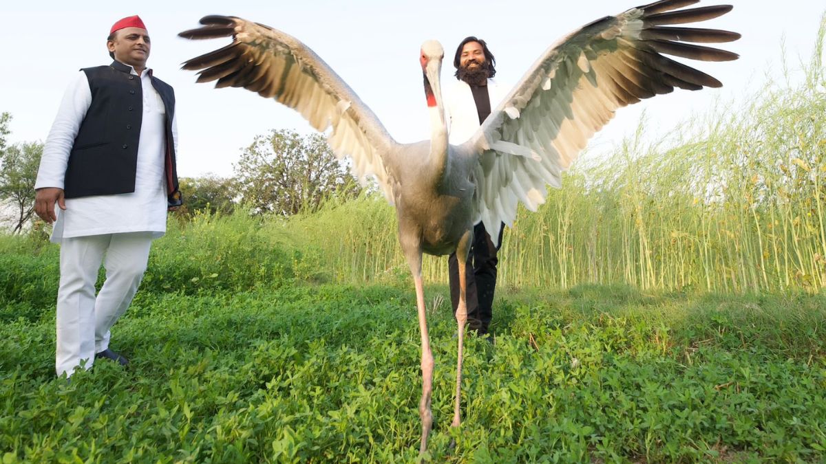 Arif Khan sarus crane is missing from Samaspur, Akhilesh Yadav targets Yogi Adityanath | समसपुर पक्षी विहार से गायब हो गया आरिफ का सारस, अखिलेश ने कहा, ‘…आंदोलन होगा’