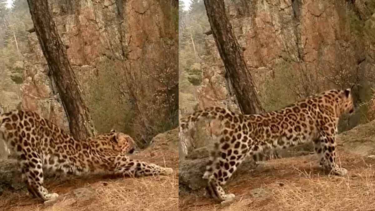 Susanta Nanda shared a video of Leopard surya namaskar trending wildlife | जब तेंदुए ने किया ‘सूर्य नमस्कार’, देख लोगों ने कहा- ‘fitness freak leopard’