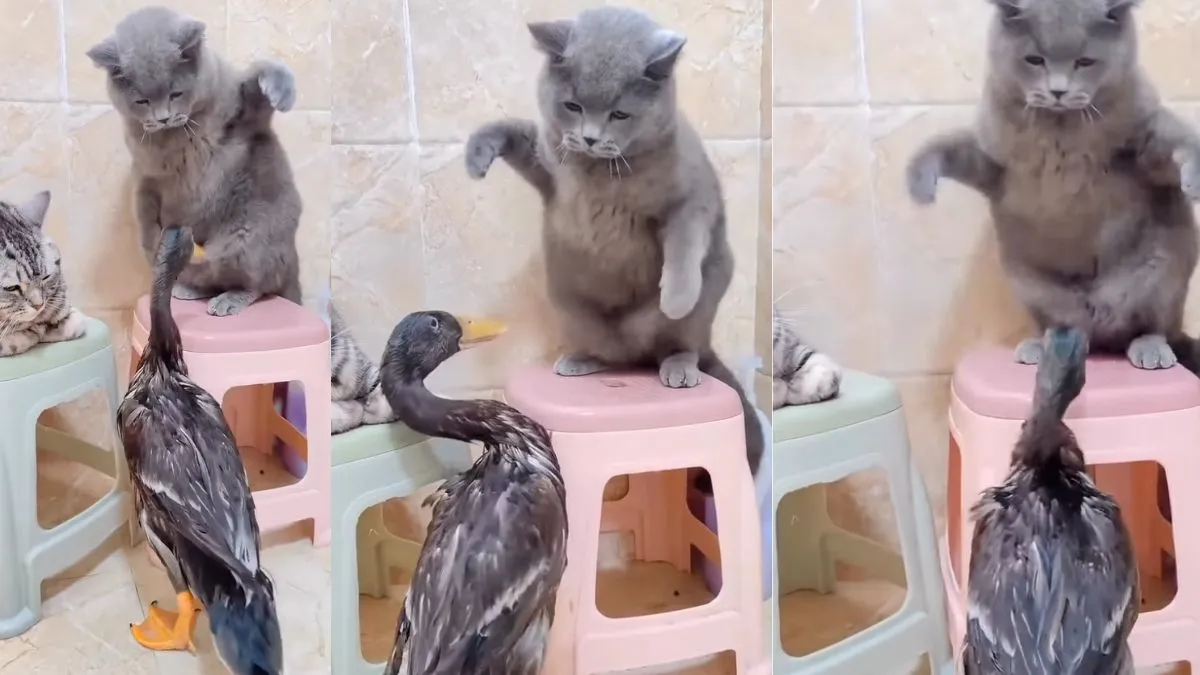 दो बिल्लियों ने मिलकर बत्तख को बेरहमी से पीटा, देखें वीडियो the cat beat the duck- India TV Hindi