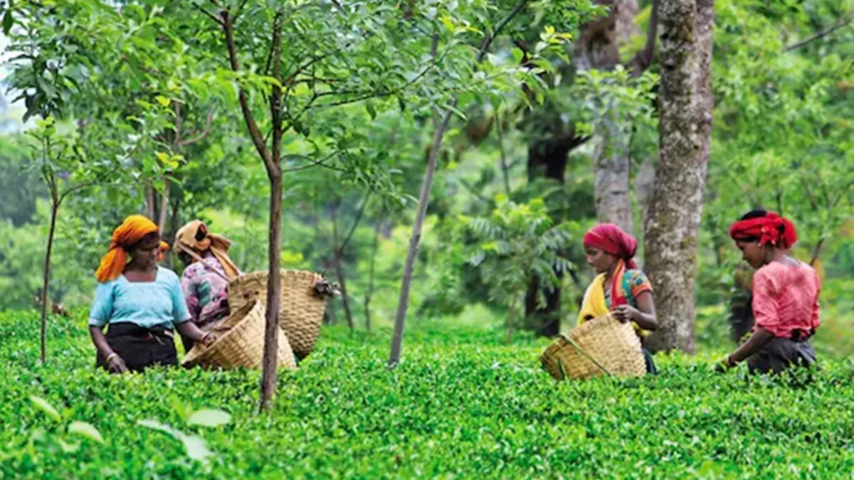 Kangra Tea competes with Green Tea, these rare qualities got GI tag