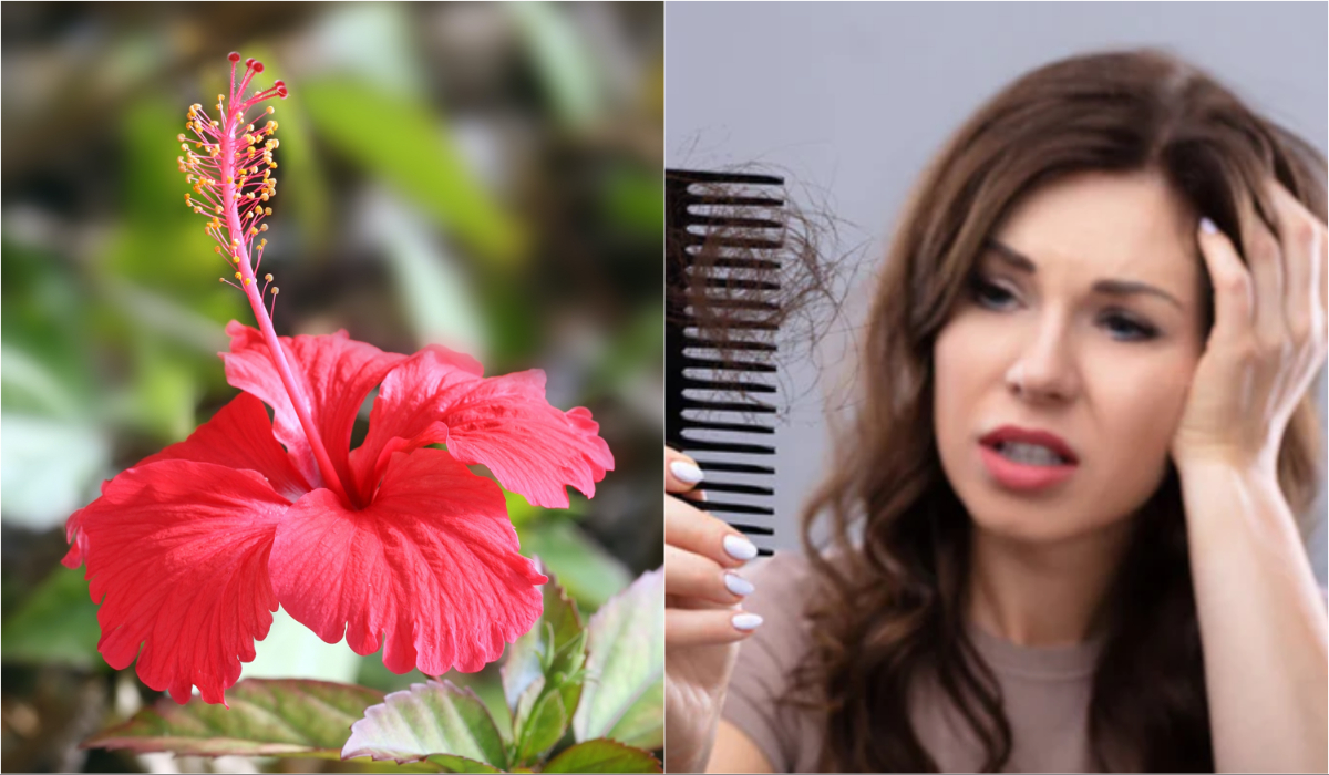 To stop hair fall, use hibiscus flower, your hair will become strong from the root झड़ते बालों को रोकने के लिए करें गुड़हल के फूल का ऐसे इस्तेमाल, जड़ से मजबूत हो जाएंगे आपके बाल