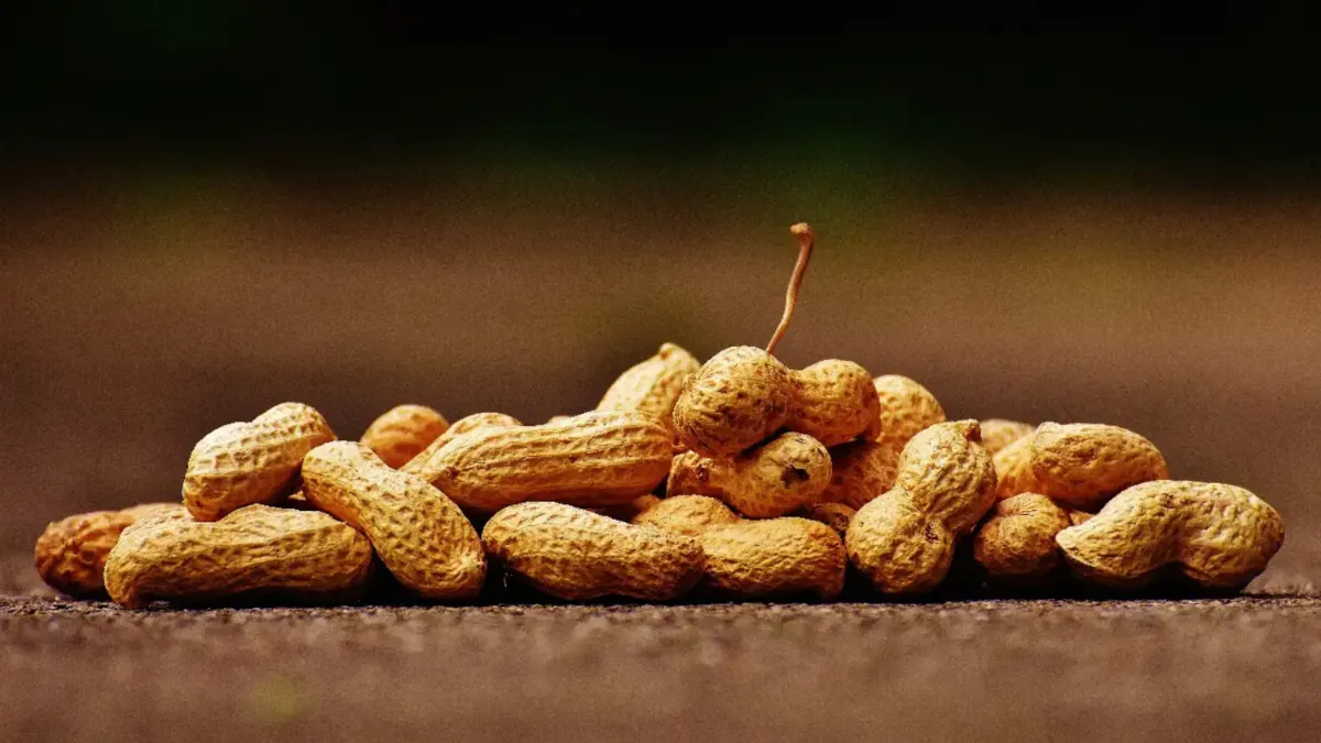 टाइम पास करने वाली मूंगफली पुरुषों के लिए है स्टैमिना बूस्टर, इन 3 तरीकों से करें सेवन peanut_benefits- India TV Hindi
