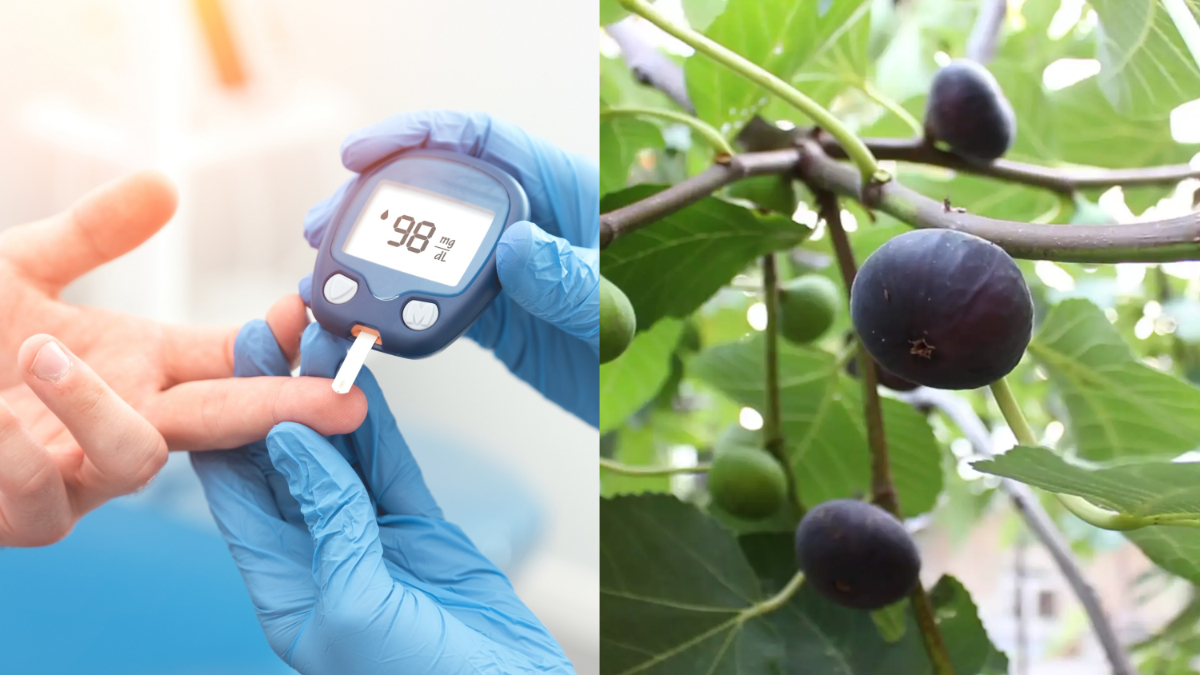 अगर आप भी हैं डायबिटीज के मरीज तो सुबह अंजीर की पत्तियों सहित इन नुस्खों का सेवन करें शुरू, काबू में हो जाएगा शुगर लेवल - India TV Hindi