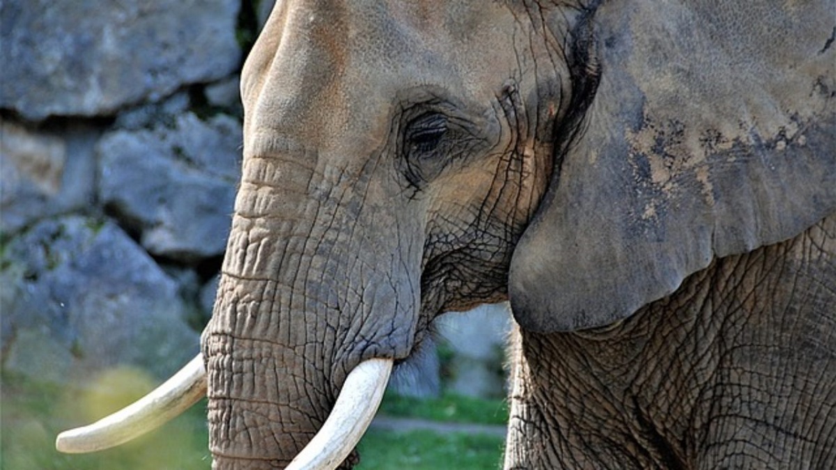 Gujarat 4 held with elephant tusk weighing 13.9 kg, tell cops about slain brigand Veerappan’s link । गुजरात में 13.9 किलोग्राम वजन का हाथी दांत बरामद, चार लोग गिरफ्तार