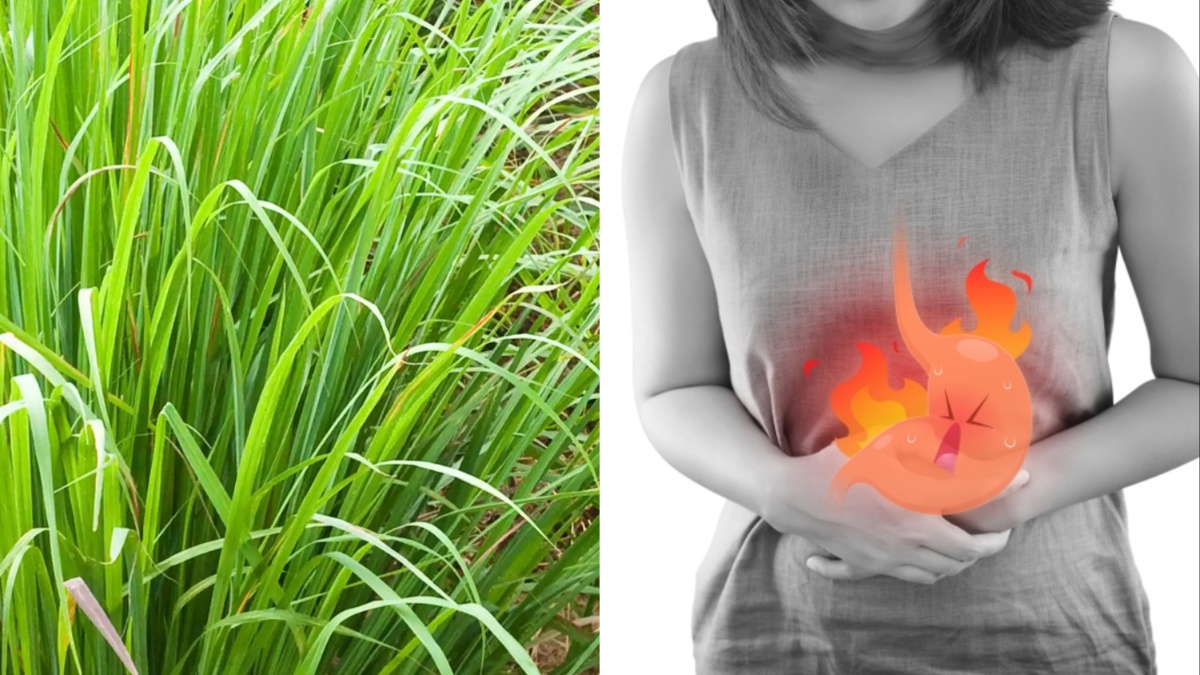 एसिडिटी में लेमन ग्रास: एसिडिटी में बेहद कारगर है ये घास | How to use lemongrass for acidity in hindi एसिडिटी में लेमन ग्रास: एसिडिटी में बेहद कारगर है ये घास | How to use lemongrass for acidity in hindi