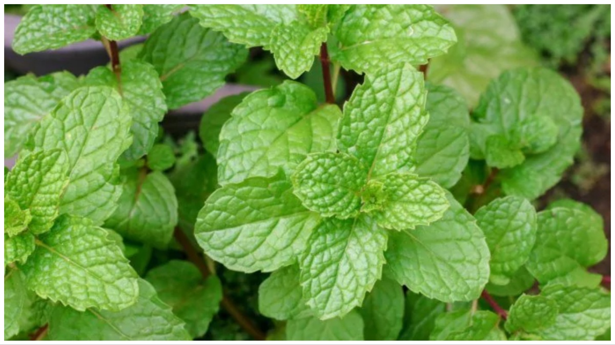 चेहरे को ठंडा करने वाले 3 फेस पैक। cooling face pack in hindi