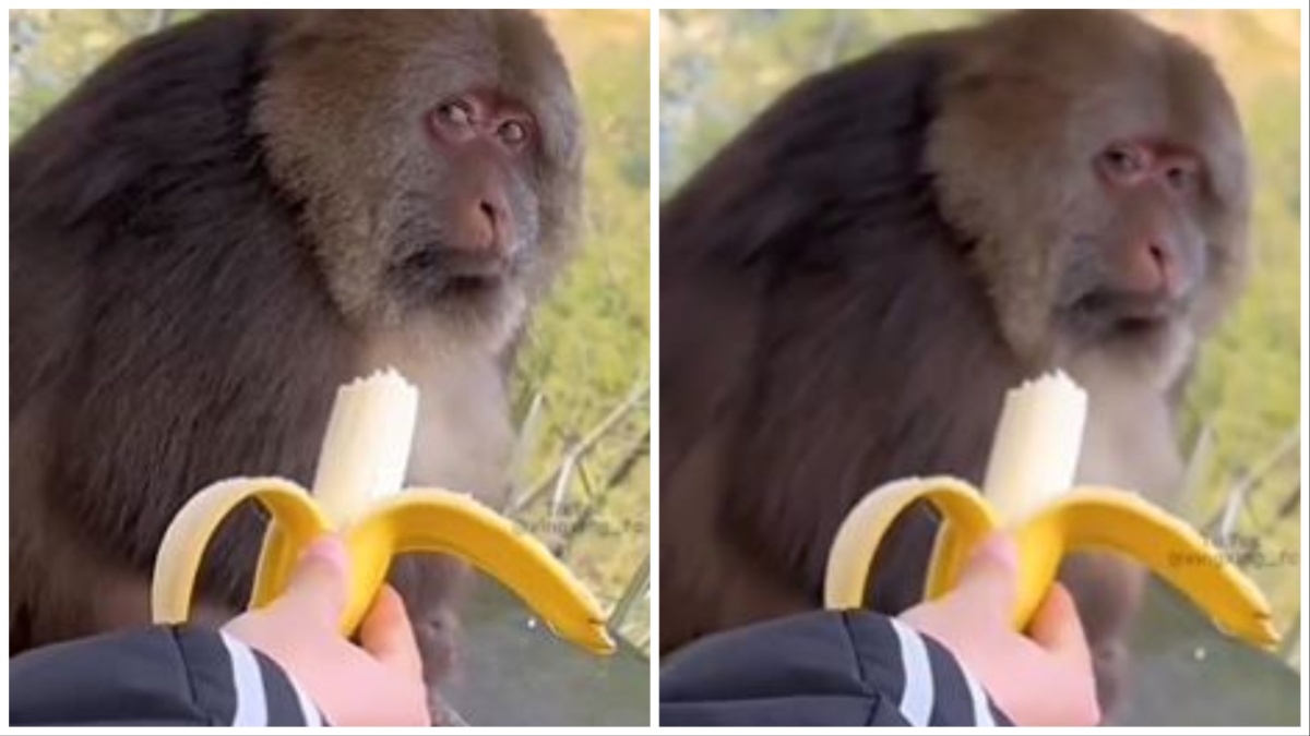 जूठा केला देखते ही भड़क गया बंदर, घूरकर देखा कि बोलती हो गई बंद । Bandar Ka Video man gave banana to monkey bandar ka mast video viral on social media monkey danger look google trends