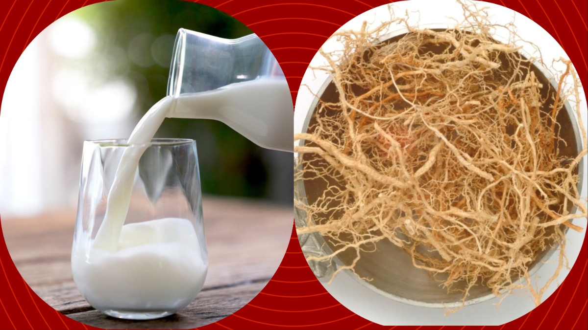 खस की जड़ के फायदे दूध में उबाकर पिएं ये जड़ी khus root milk