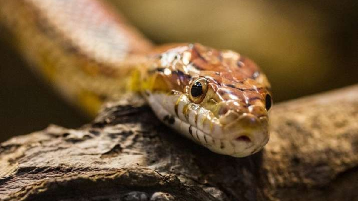 Farrukhabad 3 year old boy caught snake put in mouth and started chewing and killed 3 साल के बच्चे की नजर सांप पर पड़ी, उठाकर मुंह में डाला, फिर चबा-चबाकर कर उगलने लगा…