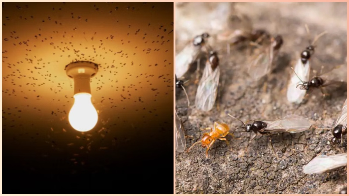 These insects and moths enter in the rain by making herds, do not switch off the lights, follow these tips
