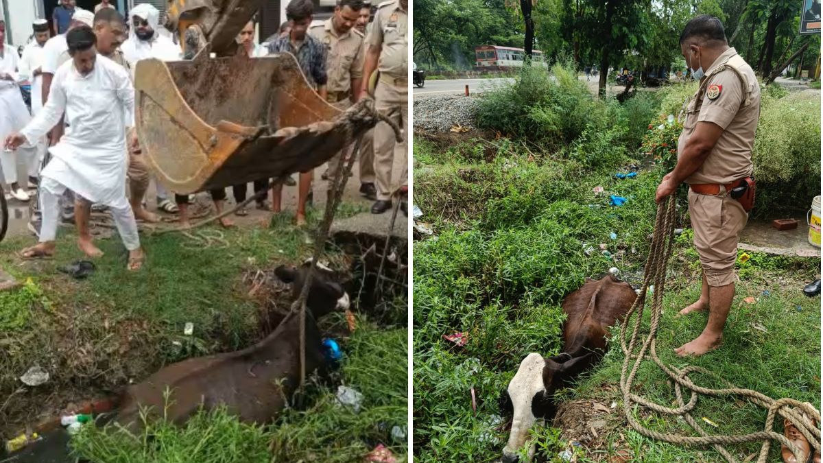 namazi and police saved the life of a cow trapped in drain video goes viral  । ईद पर नमाजियों ने पुलिस के साथ बचाई नाले में फंसी गाय की जान, VIDEO हुआ