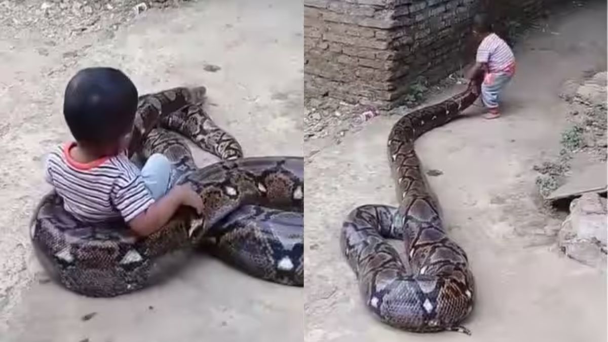 Child Playing With Python Fearlessly Video goes viral on social media ...
