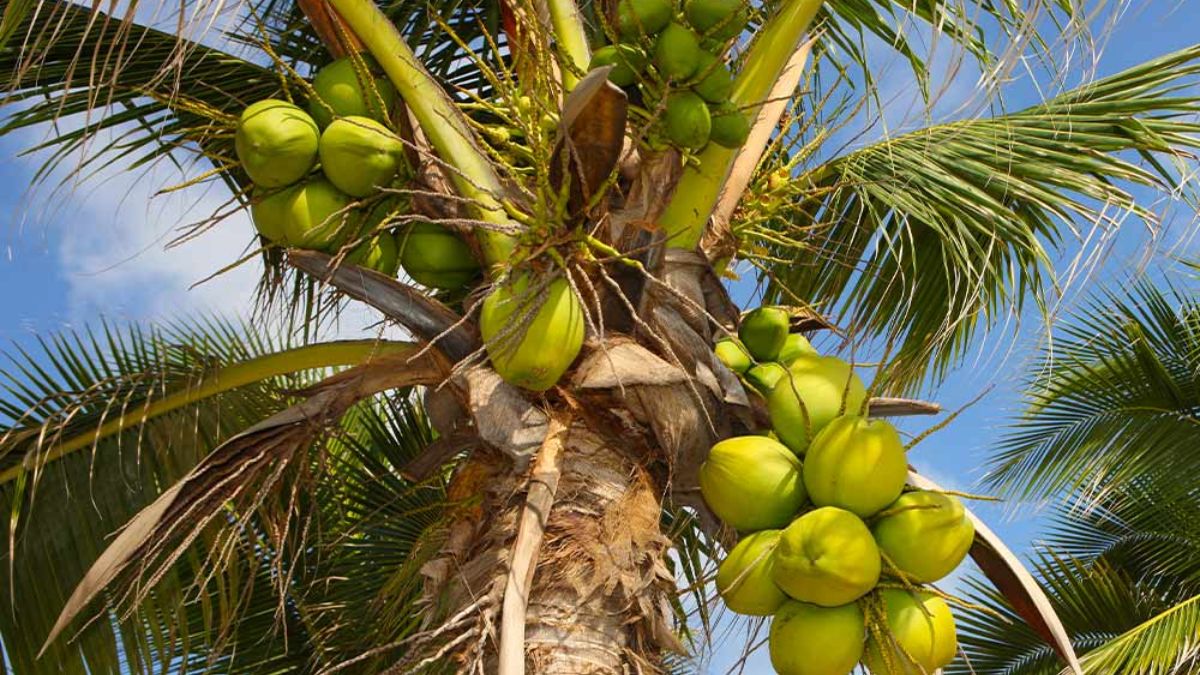 where does the water com inside the coconut know the answer। नारियल के अंदर पानी कहां से आता है? बड़े-बड़े ज्ञानी भी नहीं जानते होंगे ये बात - India TV Hindi