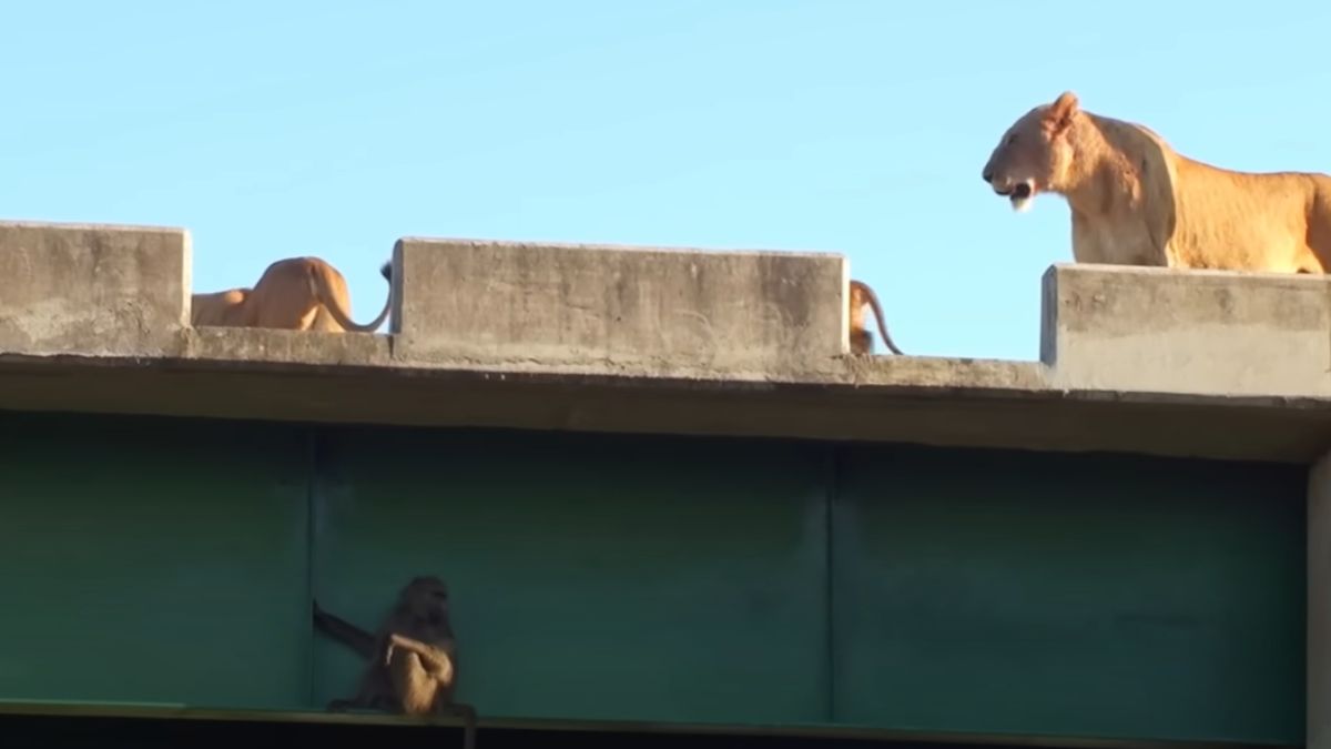 Monkey Vs Lions: Monkey Tricks To Save Life From Lioness Watch Baboons ...