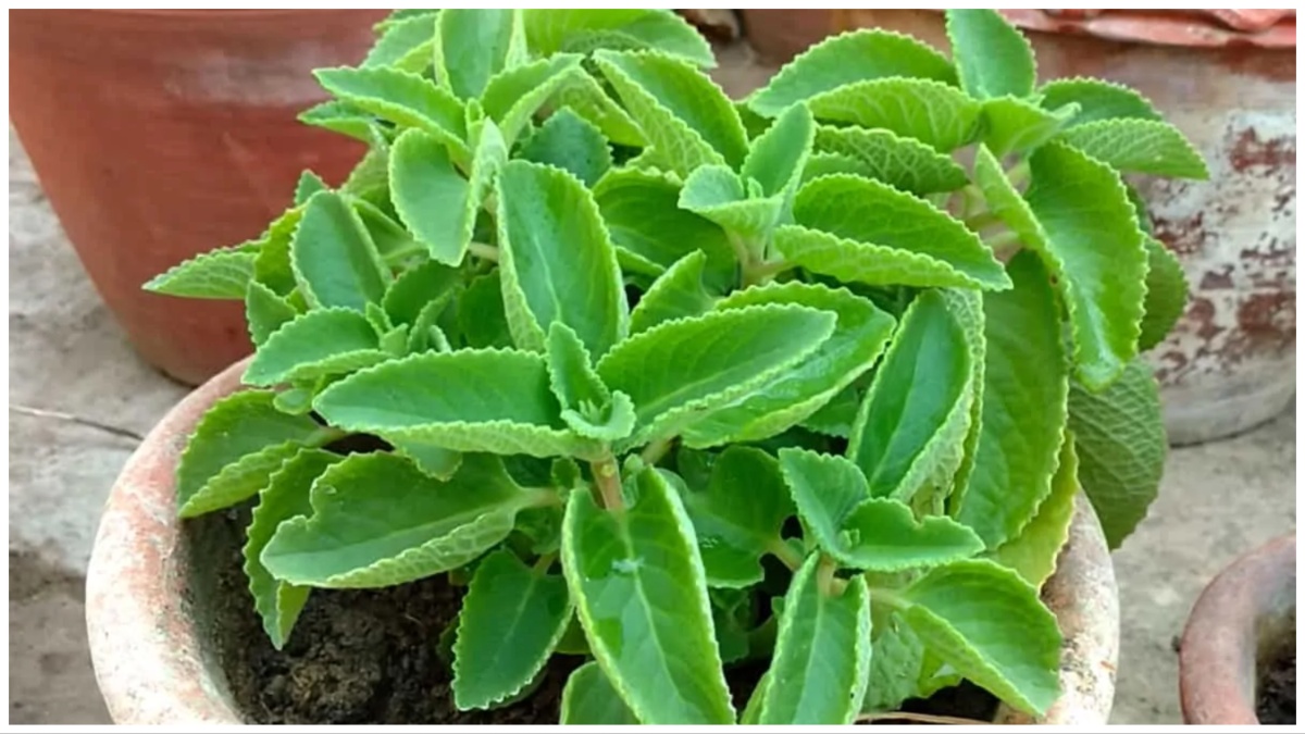 अजवाइन के पत्ते के फायदे इस पत्ते का पानी कम कर सकता है गठिया का दर्द